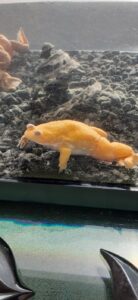 African Clawed Frog