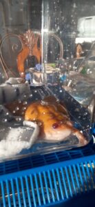 African Clawed Frog