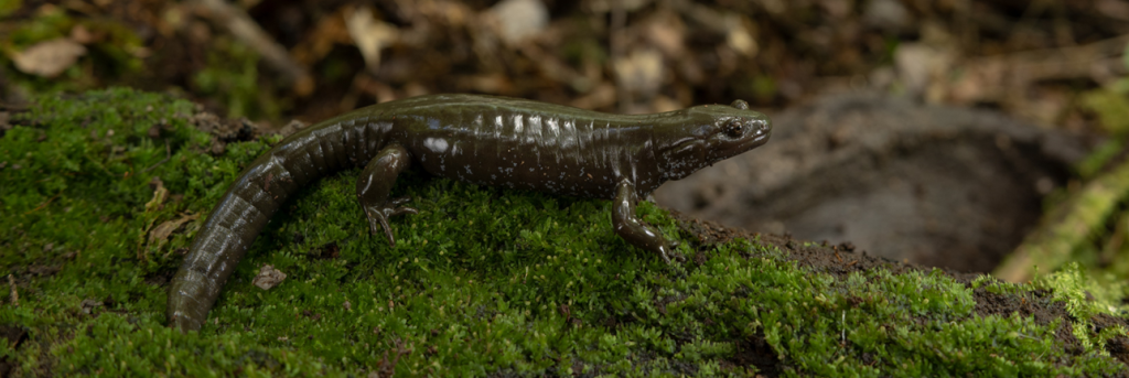 Here we go again? A new species of amphibian (re)discovered in China