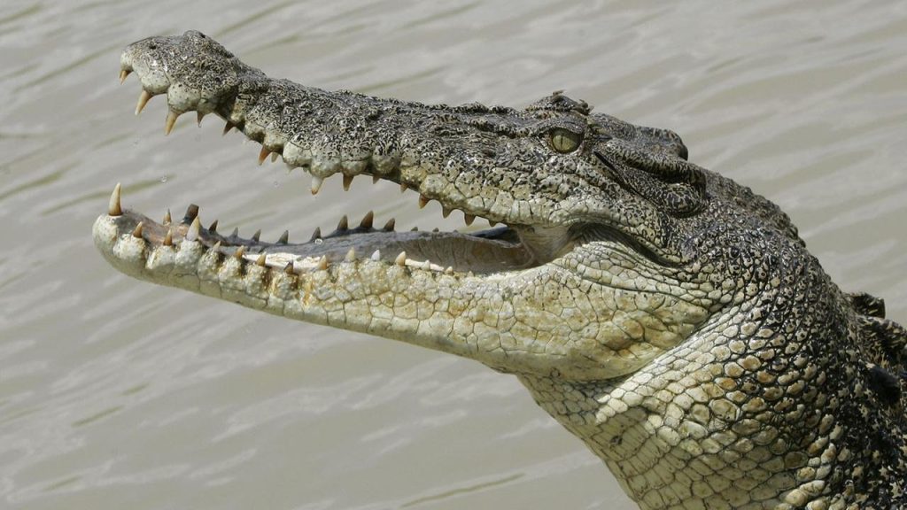 All Hail the Swamp King!