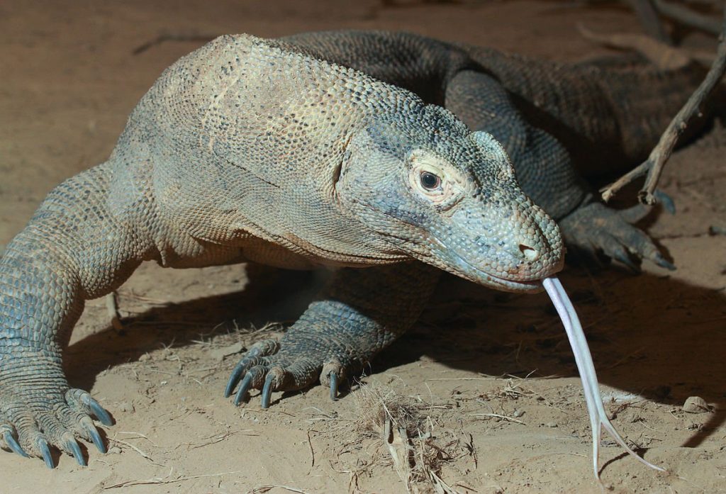 The Komodo Dragon: Not Just A Pretty Face