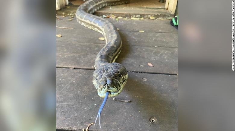 Should These Pythons Be Called On the Carpet?