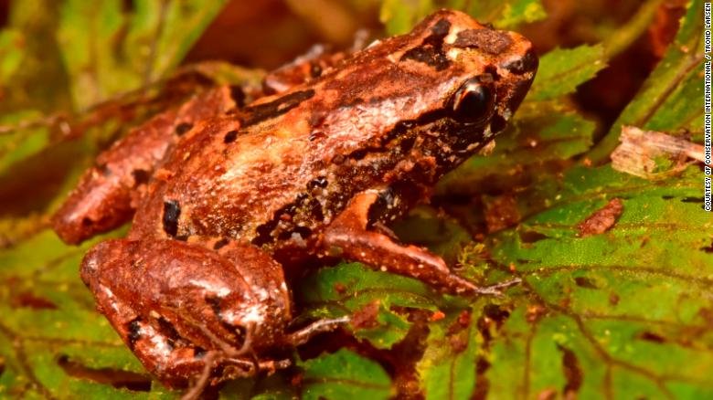 Gulliver’s Amphibian Travels? Among Other Rare Species in Bolivia, Scientists Discover the Tiniest Frog
