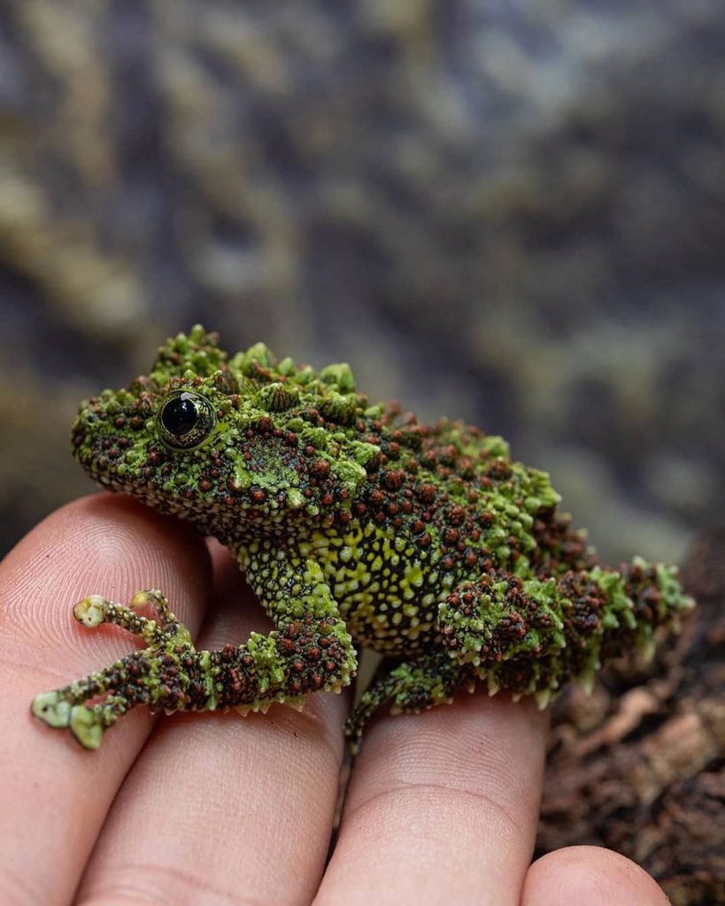 Excuse Me, But Did That Patch of Moss Just Jump?