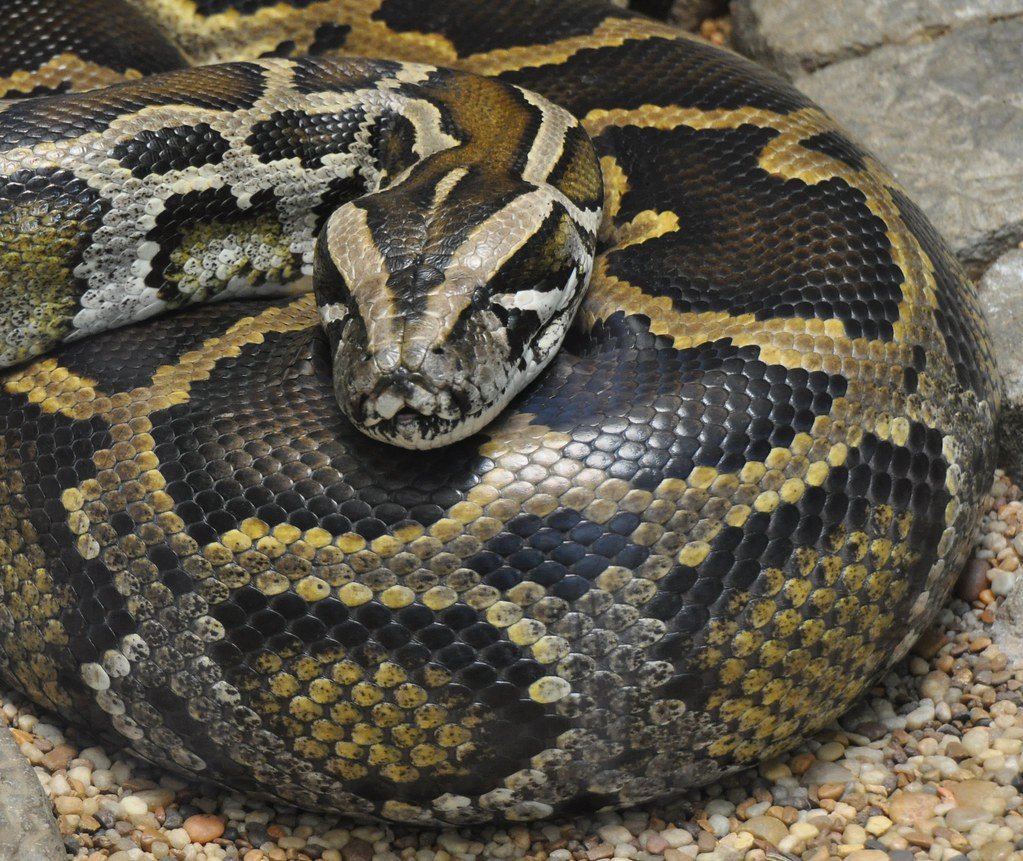 Respect for pythons? Snakes may hold key to treating disease