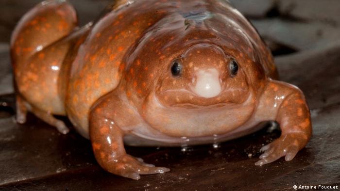 Just in Time for Hallowe’en: Here’s the Zombie Frog