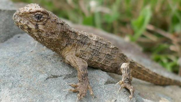 New Life for Ancient Reptiles