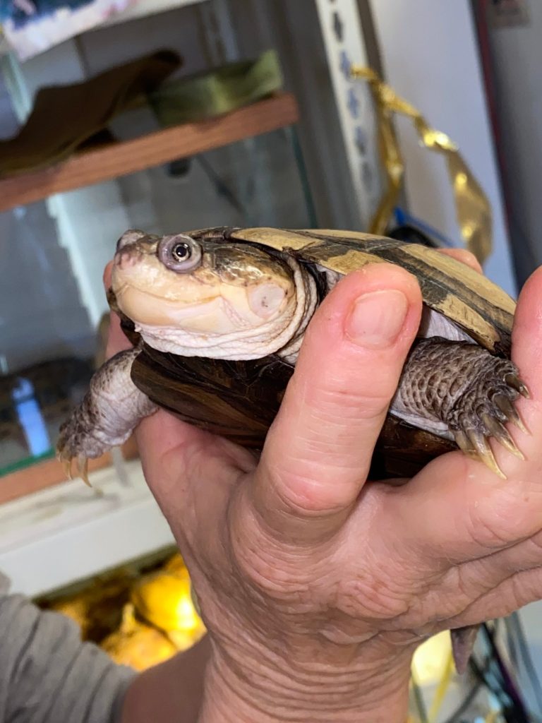 Dexter the helmeted turtle