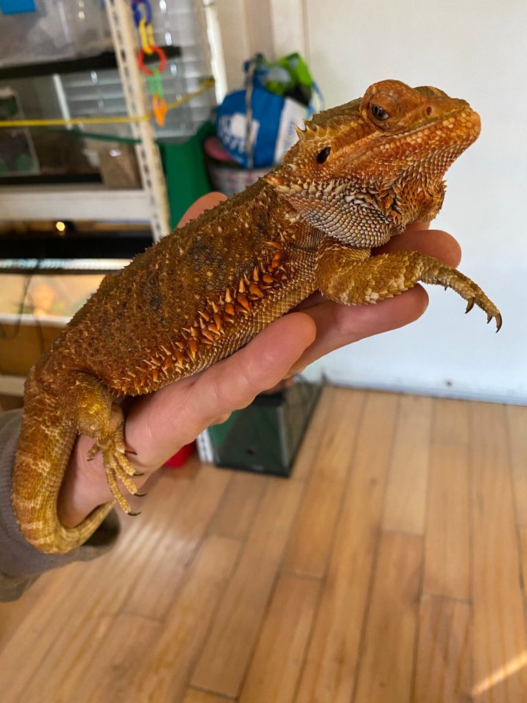Drogon the bearded dragon