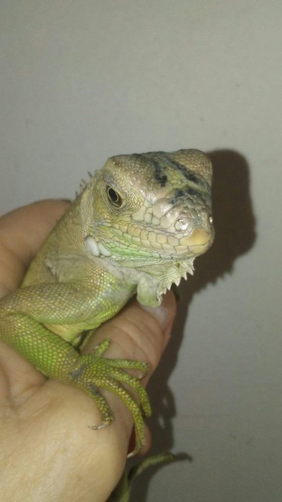 Dulce, the baby green iguana