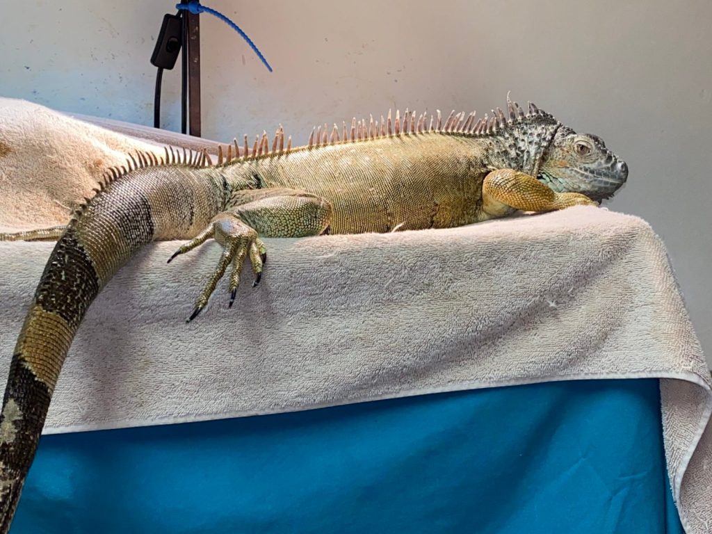Ella the green iguana