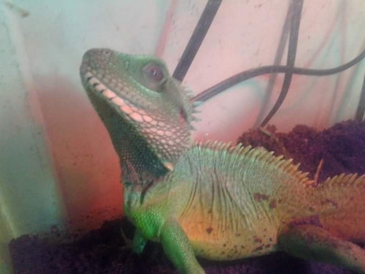 In Memoriam: Mitch the Water Dragon