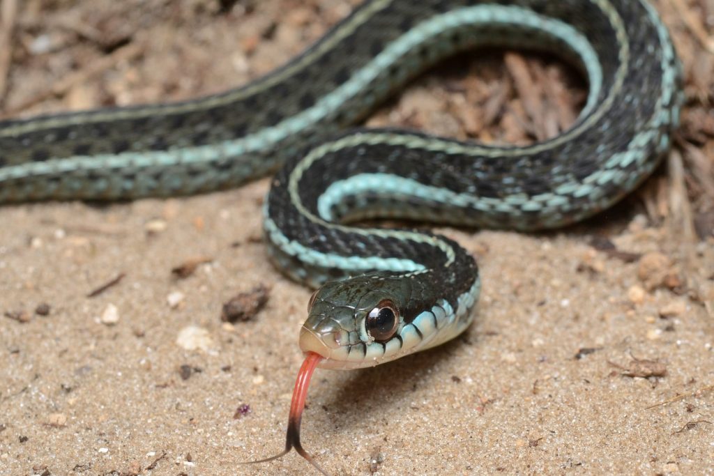 Snake on a … Well, You Know!