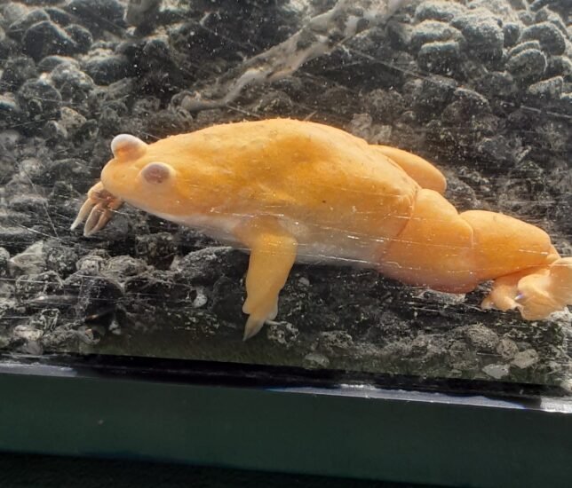 Your Feel-Good Amphibian Rescue Story for 2021