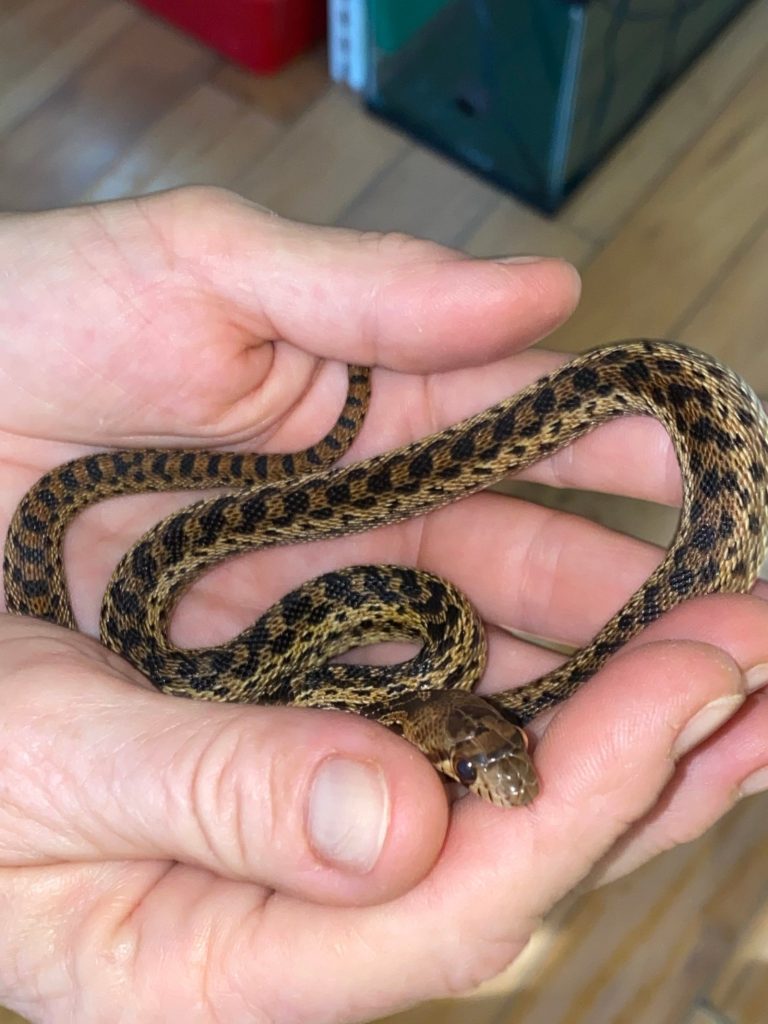 Gopher, the gopher snake