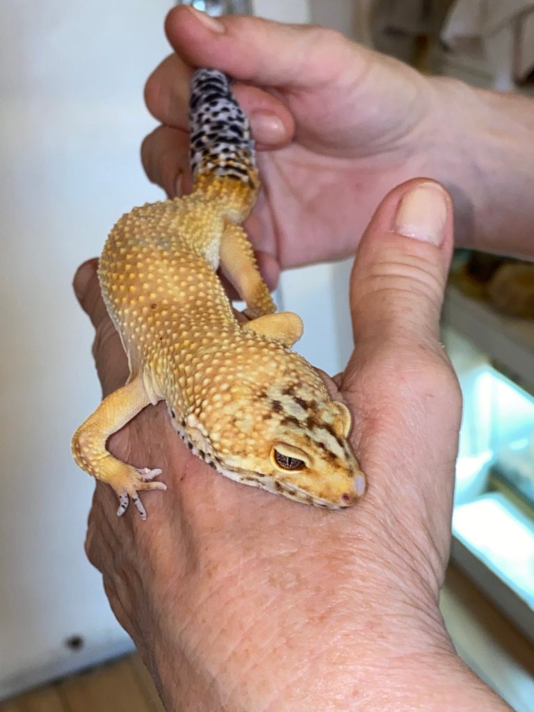 Kiko, the leopard gecko
