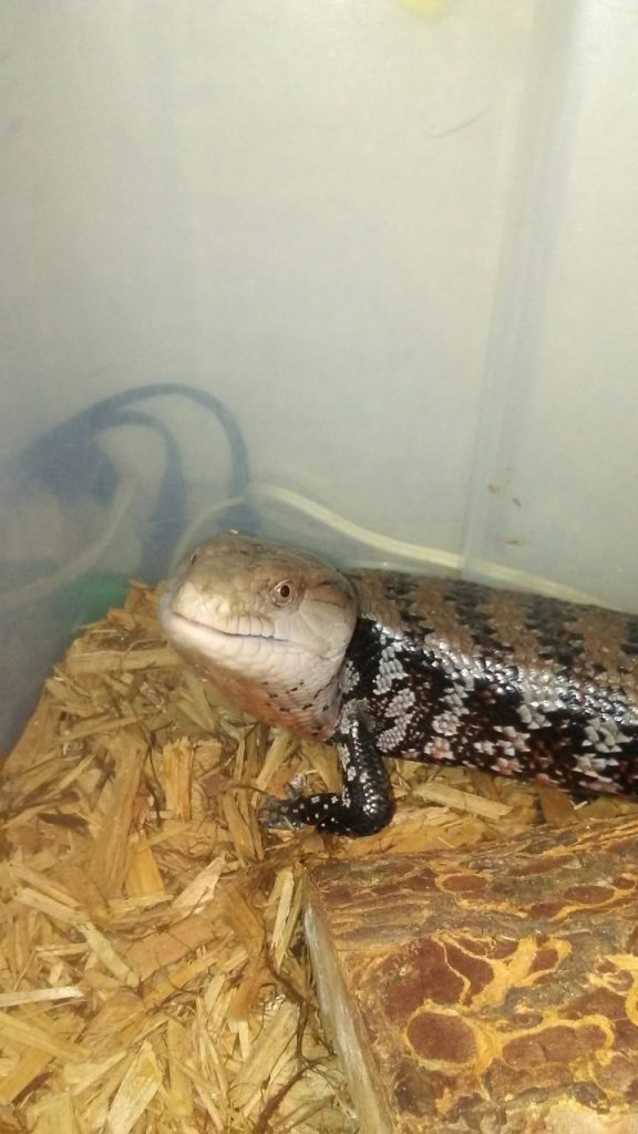 LeBeef, the blue-tongued skink