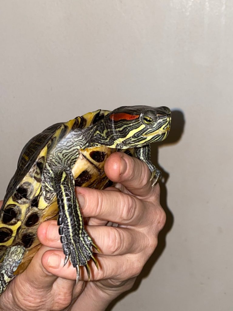 Lulu, the red-eared slider
