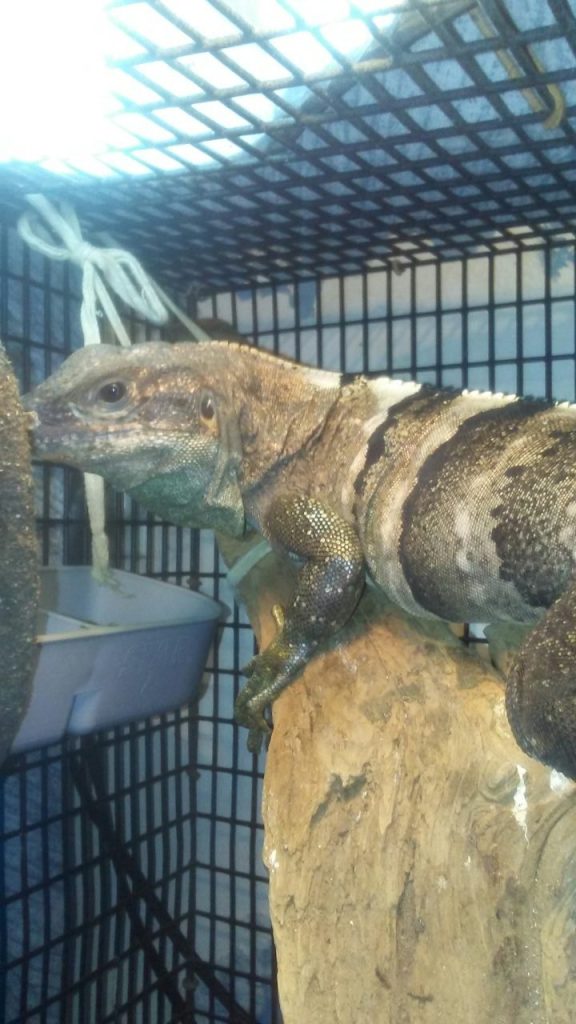 Mexi, the northeastern spinytail iguana