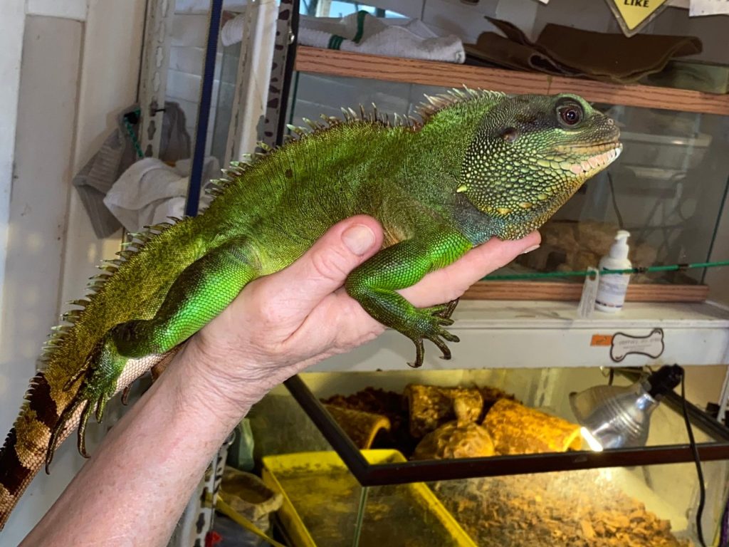 Mitch the water dragon