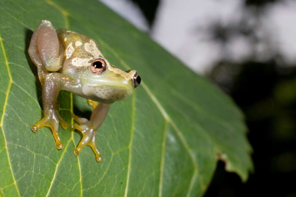 It's Always Something (New)! Recent Discoveries in Herpetofauna
