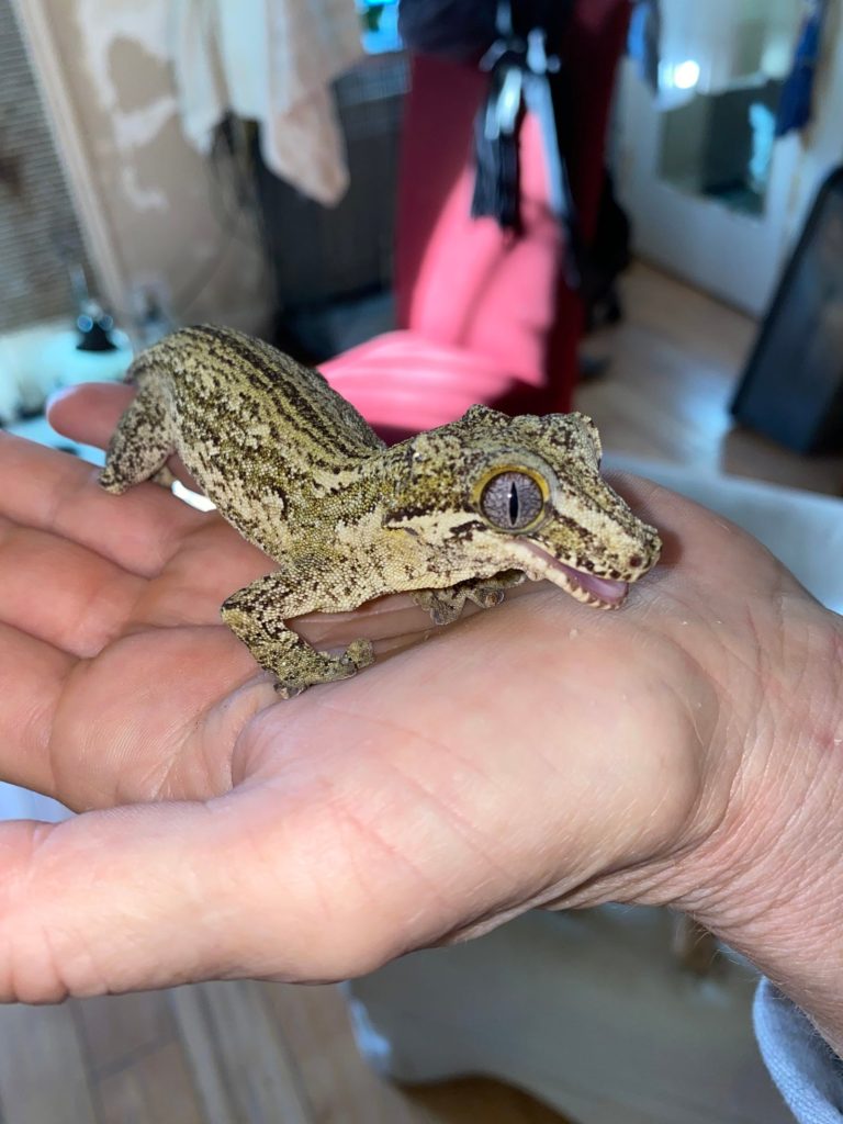 Pops, the gargoyle gecko