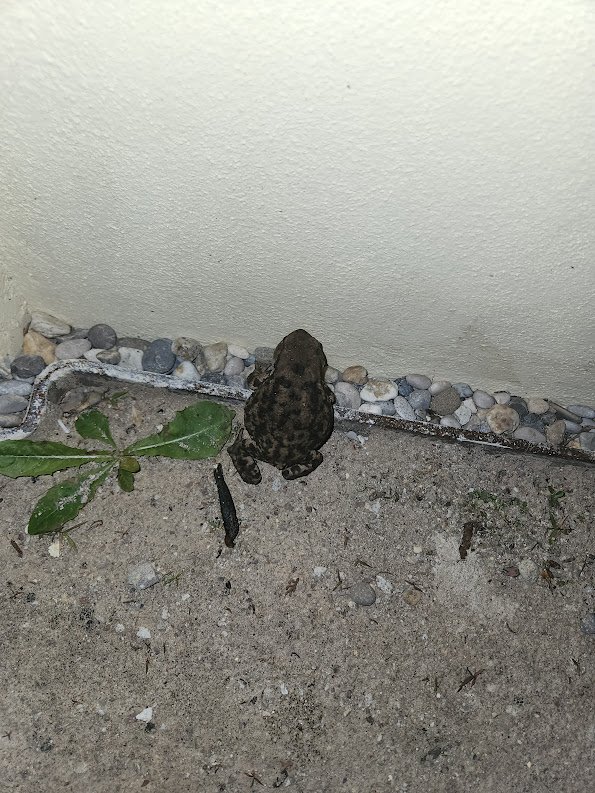 Froggies Went a-Courtin'? (Now with a real court!)