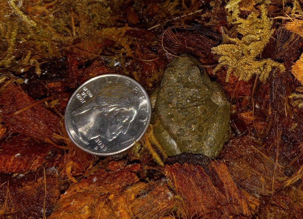 Frogs in the News: Three Tales to Keep You Hopping!