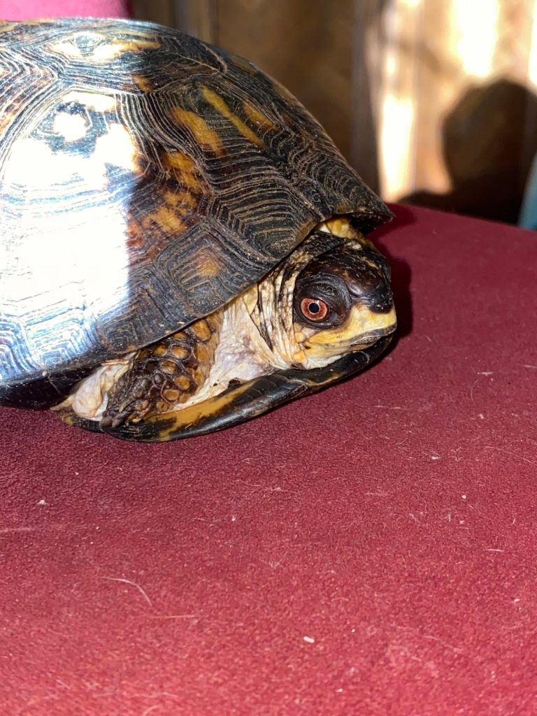 Turtwig, the Eastern box turtle
