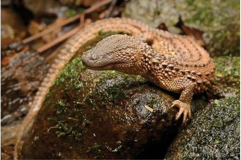 Let Them Hear: Earless Monitor’s Fate Exposes Illegal Animal Trafficking