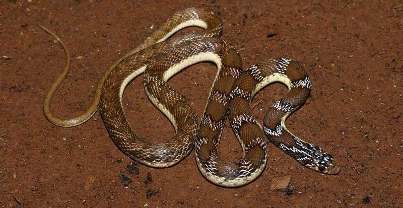 A Snake By Any Other Name: Art Helps Solve a Longstanding Herpetological Mystery
