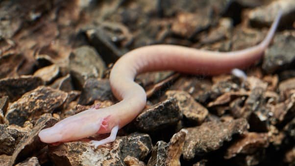 Baby dragons in Central Europe? An old myth takes on new meaning