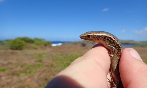 Waiting Game: Zoo Keeps Rescued Reptiles (and Progeny) Until Habitat Is Restored