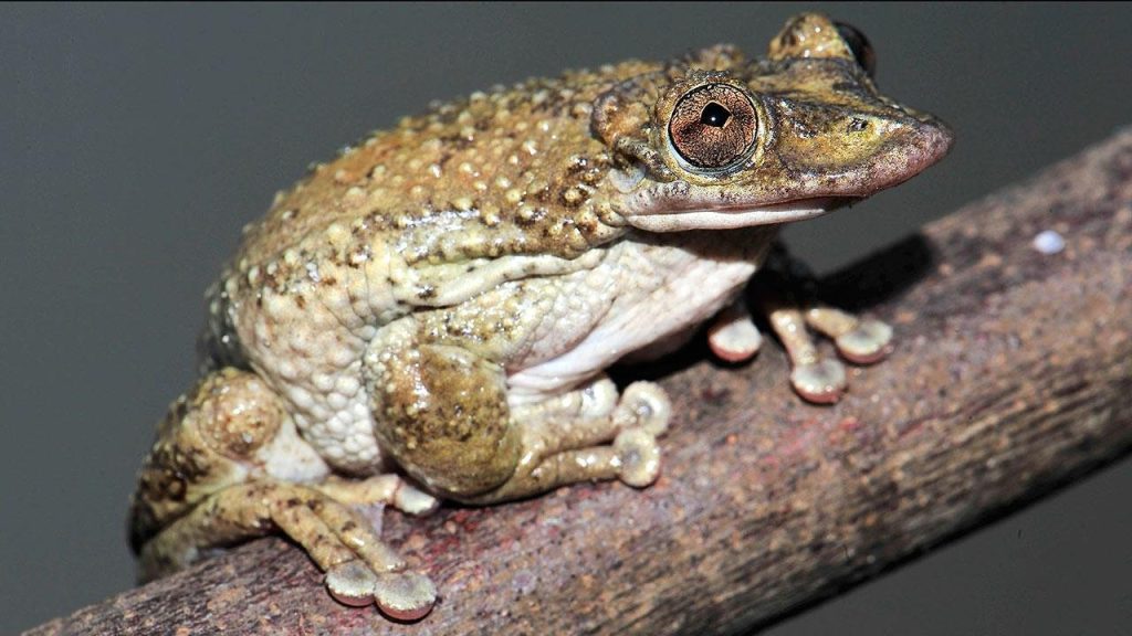 Move Over, Murder Hornets! We've Got… Venomous Frogs?
